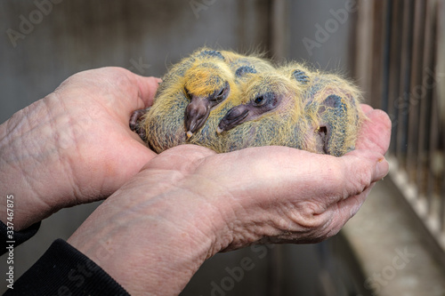 Twin pair of seven days old baby racing pigeons in the hands of the pigeon fancier