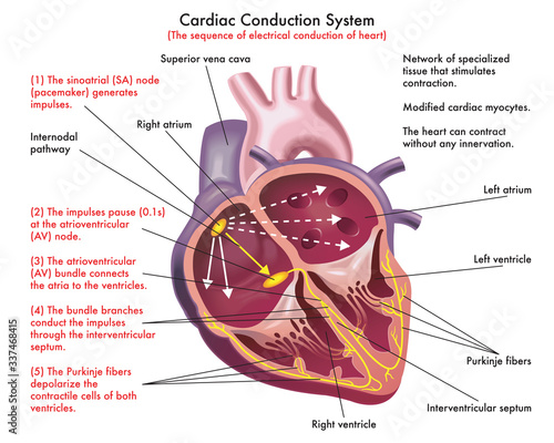 Diagram of Cardiac Conduction System (the sequence of electrical conduction of heart) with annotations.