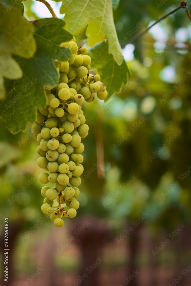 Green, unripe grapes hanging from the vine at a vineyard estate in Mendoza, Argentina. Agriculture, wine industry background. Green, unripe grapes hanging from the vine at a vineyard estate in Mendoza, Argentina. Agriculture, wine industry background.