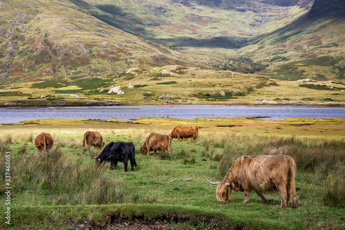 Highland Cattle grazing in a landscape of grassland, lake and hills on the Isle of Mull, Scotland © Peter Robinson