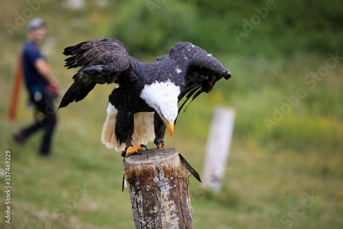 Vancouver, America - August 18, 2019: Bald eagle at Grouse Mountain, Vancouver, America