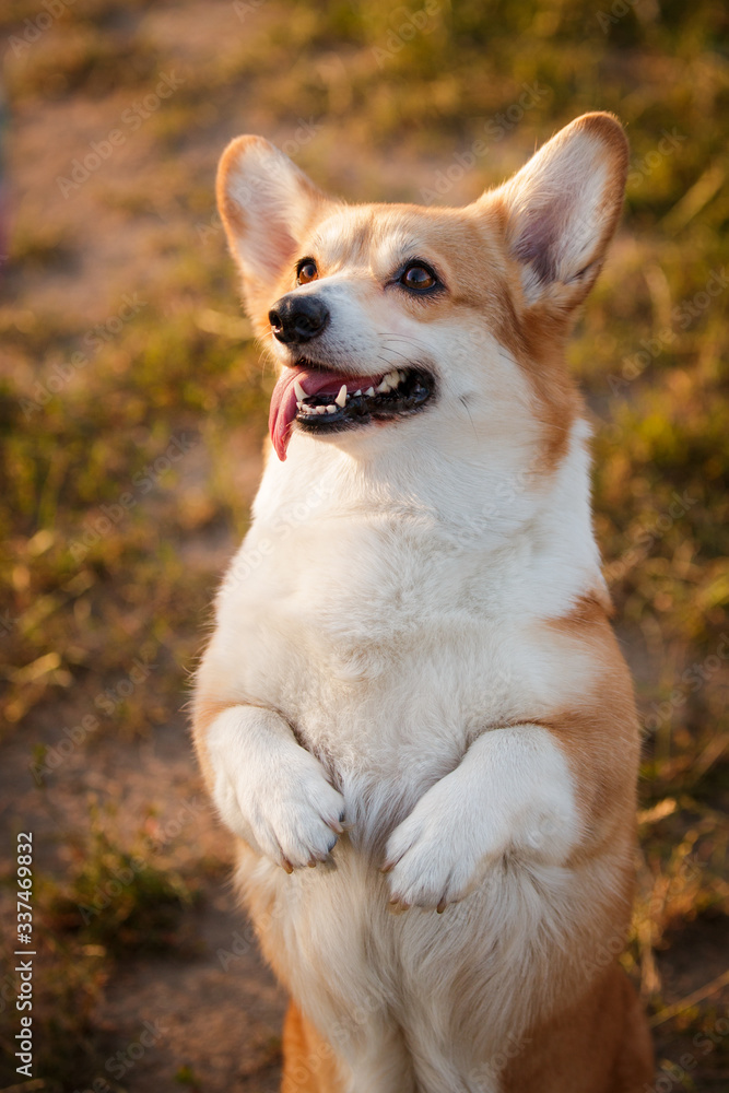 corgi dog pembroke welsh corgi outdoor in summer park corgi dog pembroke welsh corgi outdoor in summer park