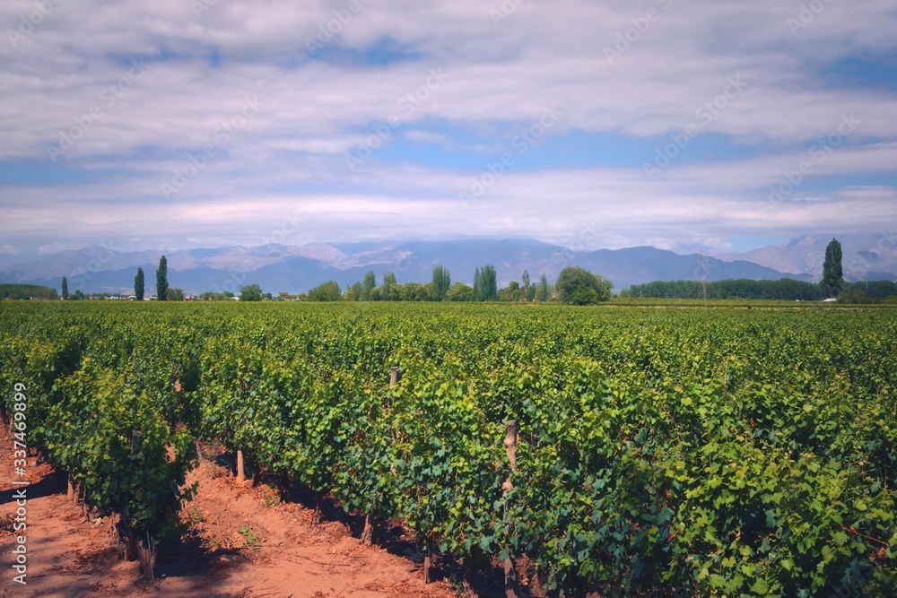 Grapevine rows at a vineyard estate in Mendoza, Argentina, with Andes Mountains in the background. Wine industry, agriculture background.