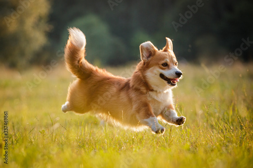 corgi dog pembroke welsh corgi running outdoor in summer park