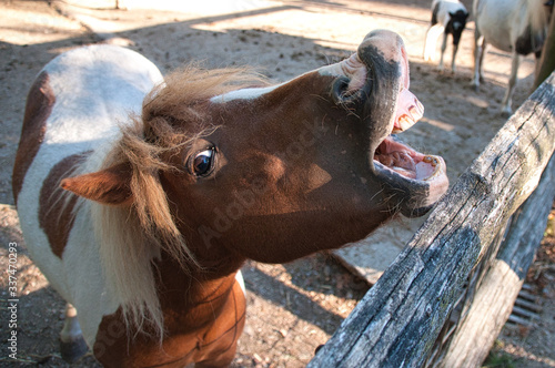 lachendes lustiges pony pferd, pony laughter