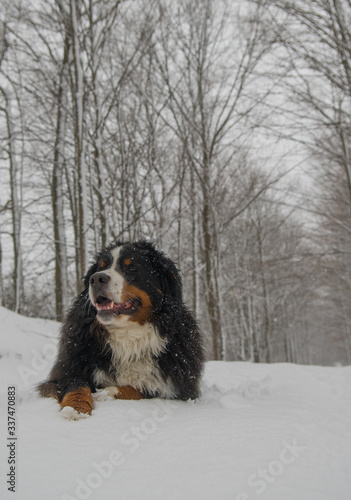 Bernese Mountain Dog in Winter on Trail in Forest off leash healthy and happy walking in woods in winter on snow covered trail 