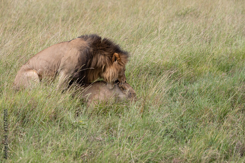 lion mating