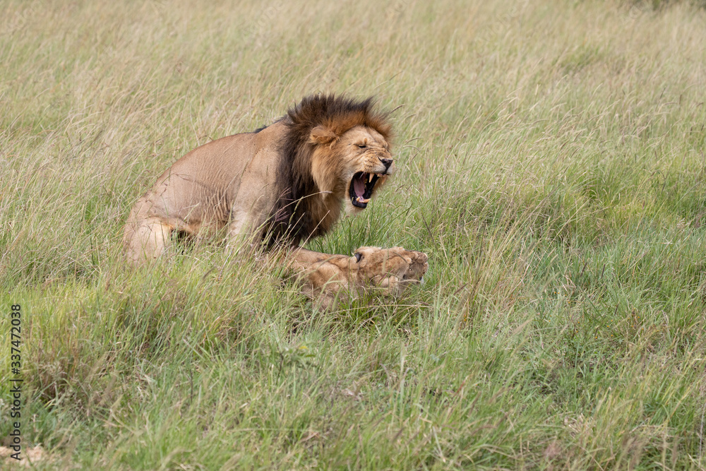 lion mating lion mating