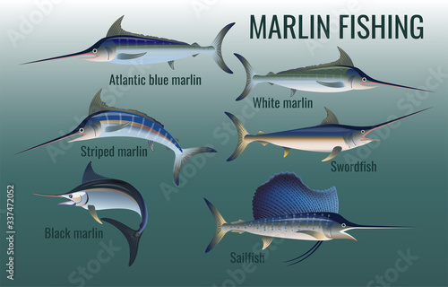 Blue, black, striped and white marlin, swordfish and sailfish