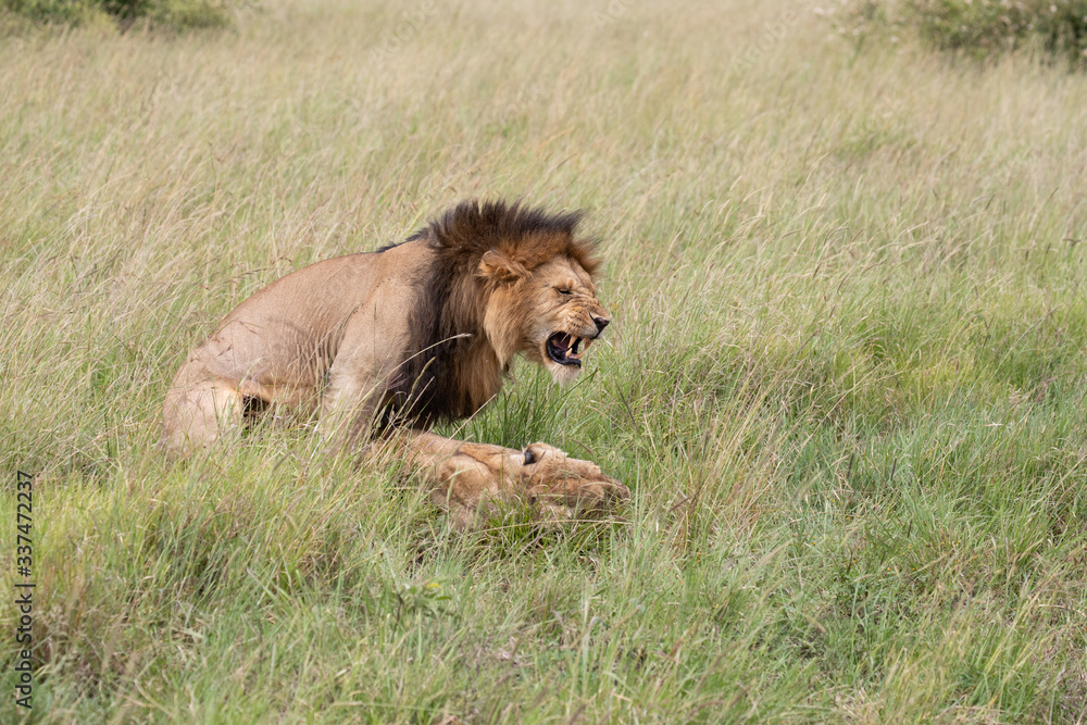 lion mating lion mating