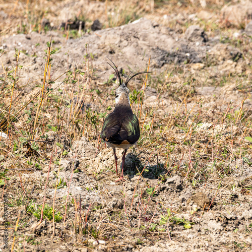 Vögel am Plessenteich,  Kiebitze können hier brüten

 photo