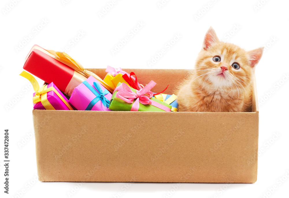 Little cat in the box with a gifts.