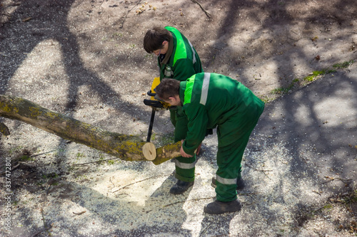 The master cuts the branches of a diseased tree.