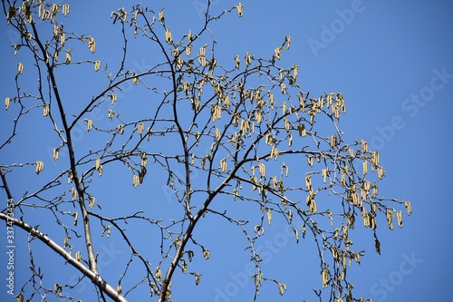 Tree branches with flowers of Alnus Serrulata, the Hazel alder or Smooth alder, against blue sky.