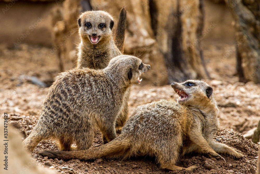 Meerkat family playing, Chester Zoo, Cheshire, England. Meerkat family playing, Chester Zoo, Cheshire, England.