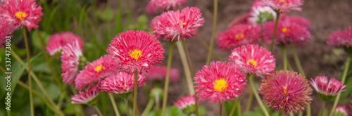 Bright pink margarites grew up in the garden photo