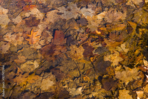 Dry Fall Leaves In Bottom of Puddle Shot Through Pond water with sunlight Reflecting off 