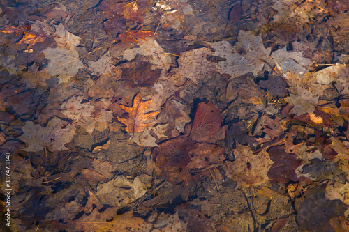 Dry Fall Leaves In Bottom of Puddle Shot Through Pond water with sunlight Reflecting off 