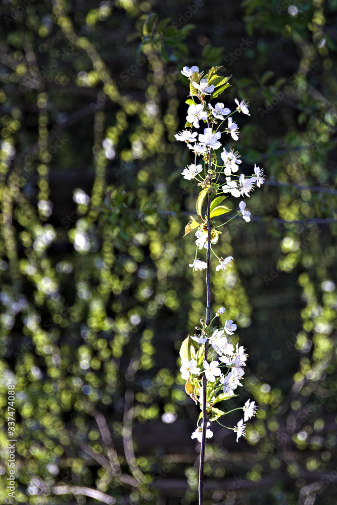 Obraz premium blossoming apple tree