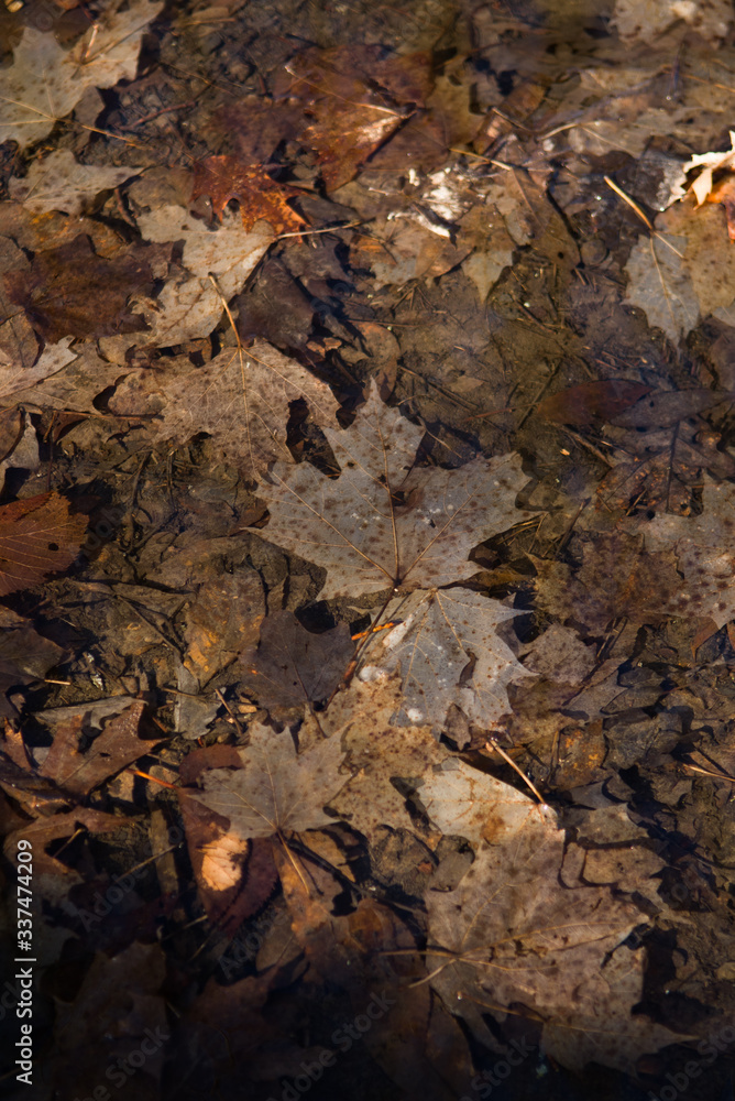 Dried leaves on ground with maple Leaf in Centre surrounded by other rust and brown colored dried leaves in early spring