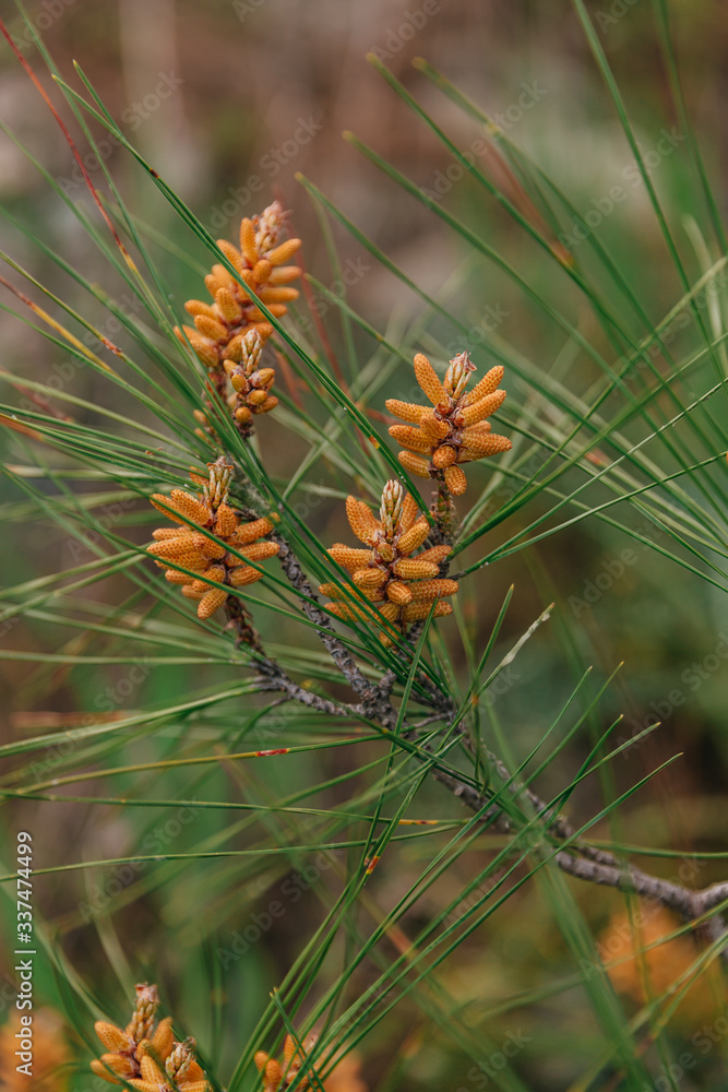 Conifer cones. Scots or scotch pine Pinus sylvestris young male pollen flowers on a tree growing in evergreen coniferous forest. Cyprus. Selective focus. Conifer cones. Scots or scotch pine Pinus sylvestris young male pollen flowers on a tree growing in evergreen coniferous forest. Cyprus. Selective focus.