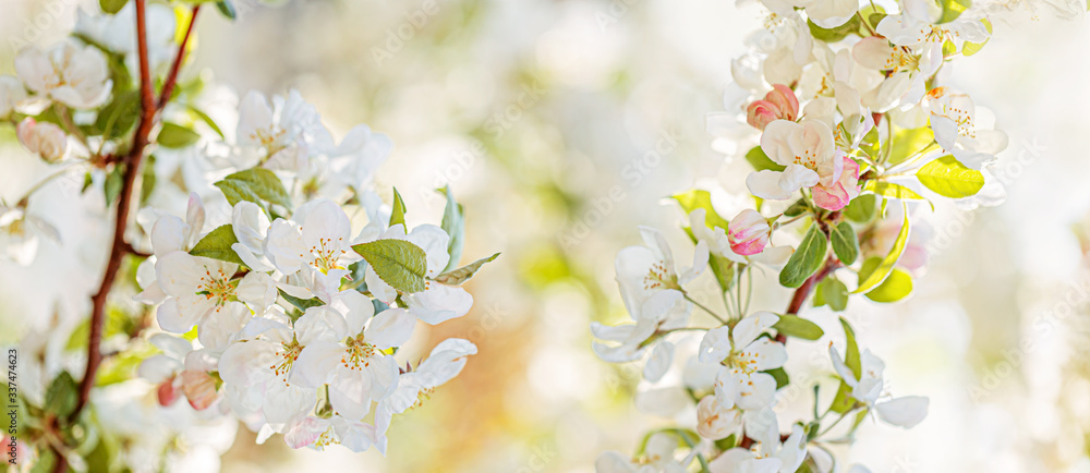 Fototapeta premium White flowers in springtime. Spring nature wallpaper. Shallow depth of field. Toned image. Blossoming apple tree in the garden. 