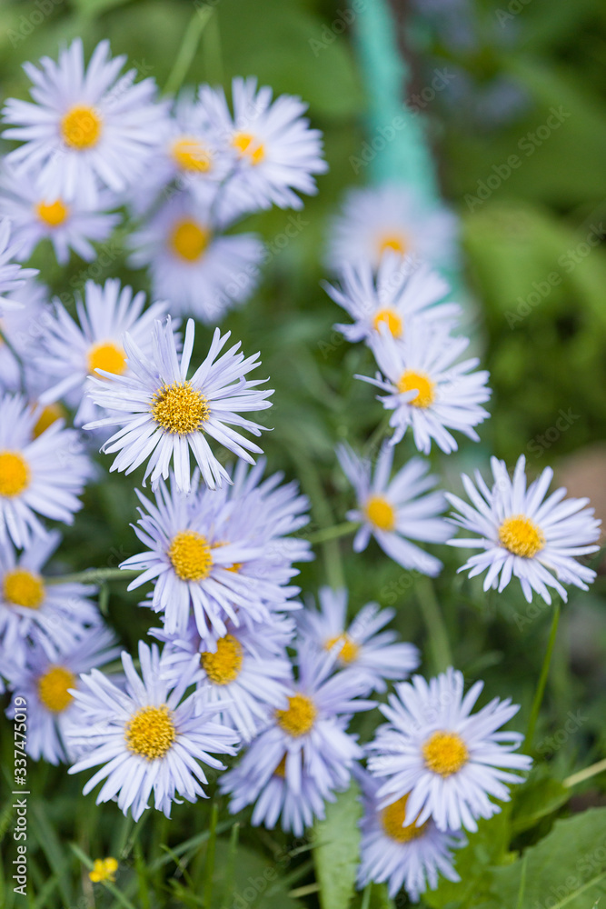 Fototapeta premium Daisies garden flowers. Beautiful nature scene with blooming medical blue daisies on a summer evening. Alternative Medicine Spring Daisy. Summer flowers in a beautiful meadow. Summer background