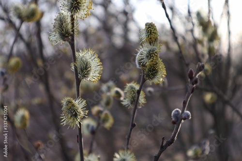 Fluffy buds on the branches of willow blossomed in spring for the holiday of Christian Easter.