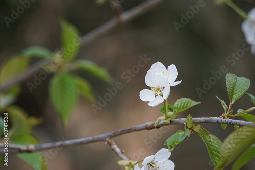 Frühlings Blumen