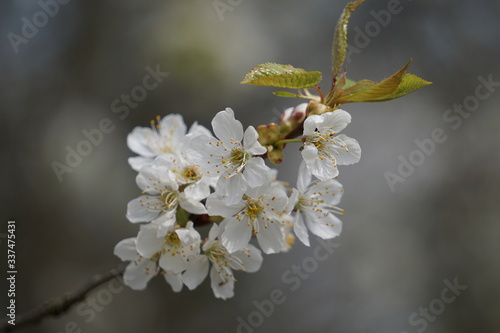 Frühlings Kirschblüten