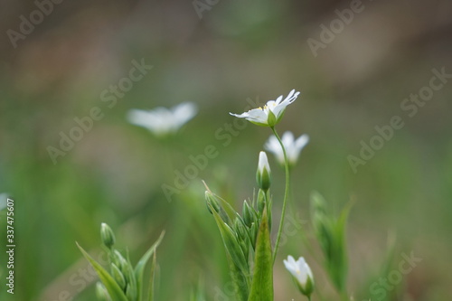 Frühlings Blumen