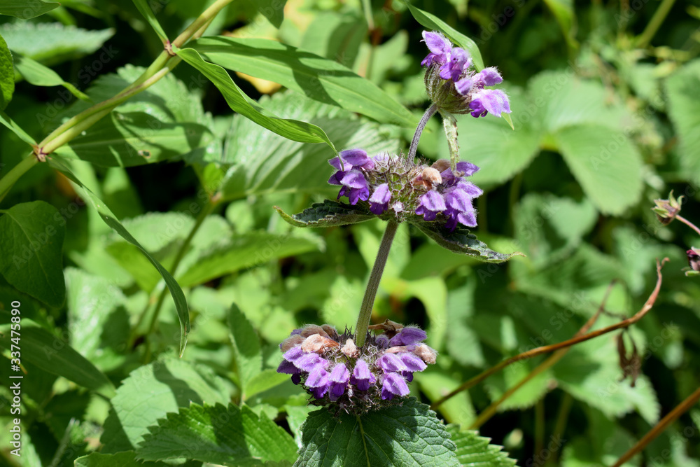 Purple Jerusalem Sage - phlomis bracteosa in valley of flowers Purple Jerusalem Sage - phlomis bracteosa in valley of flowers