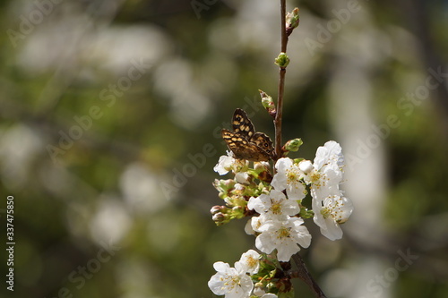 Frühlings Kirschblüten