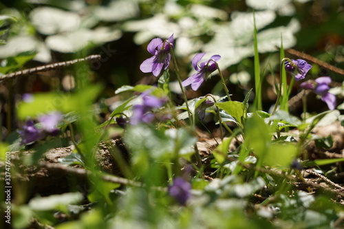 Frühlings Blumen