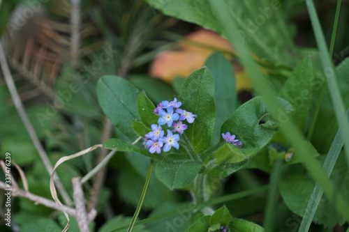 Frühlings Blumen