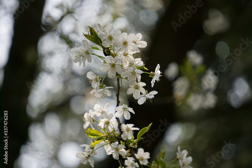Frühlings Kirschblüten