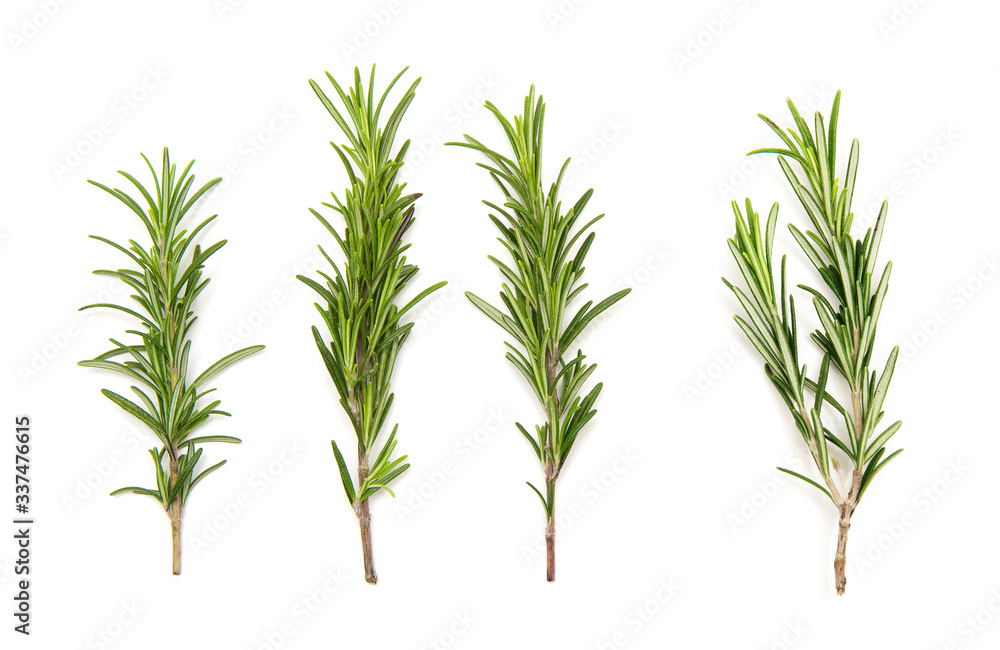 Fototapeta premium set of fresh rosemary on a white background