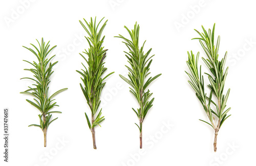 set of fresh rosemary on a white background