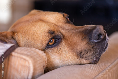 lone dog looking out a window lying on a couch missing his owner © MaryHerronPhoto