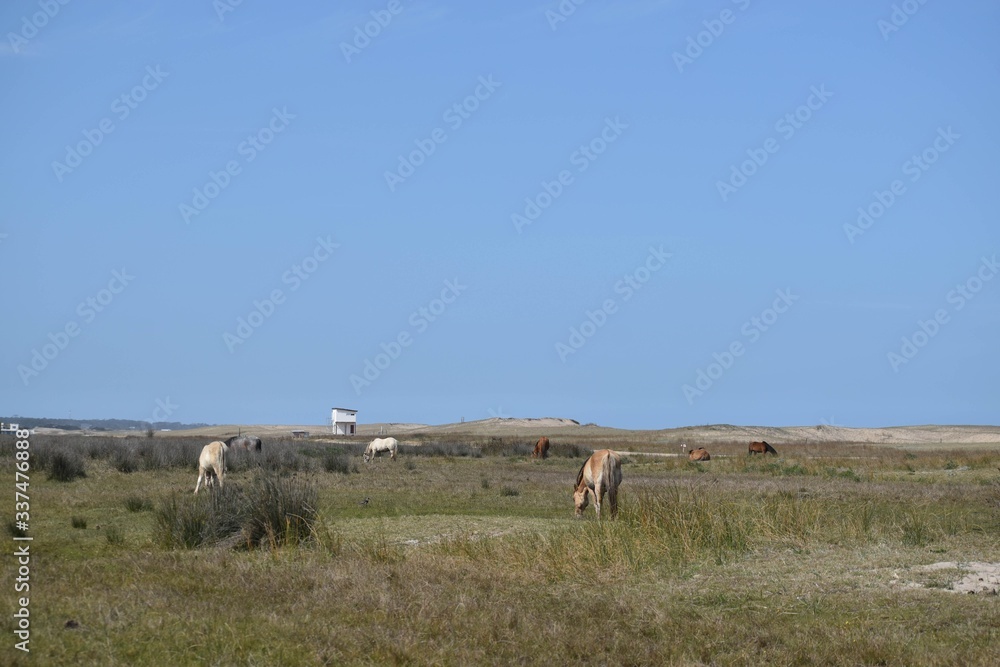 Naklejka premium herd of cows