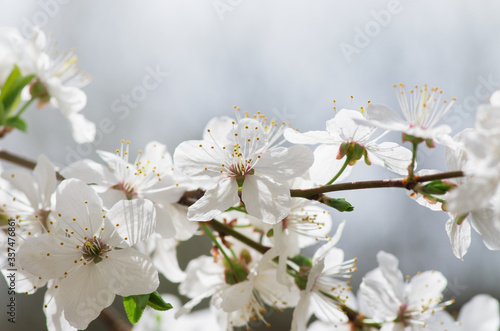 Fototapeta Naklejka Na Ścianę i Meble -  white cherry tree flower in spring