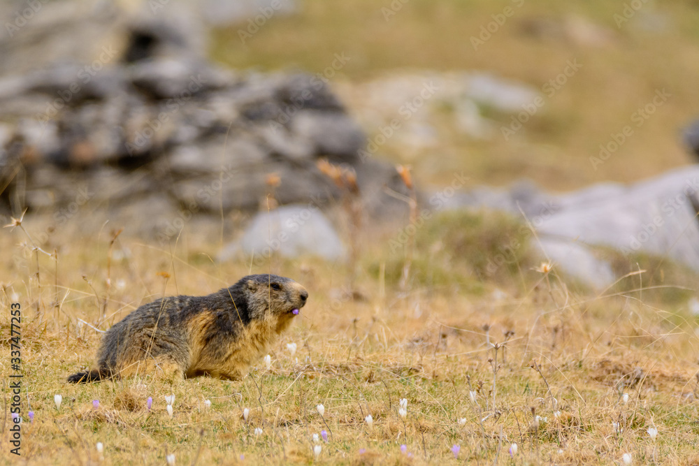 Obraz premium An alpine marmot (Marmota marmota) in the Ordesa National Park.