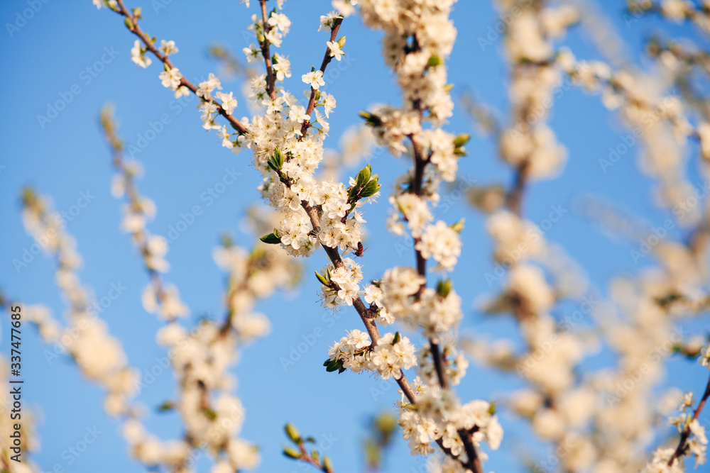white spring flowering trees against blue sky white spring flowering trees against blue sky
