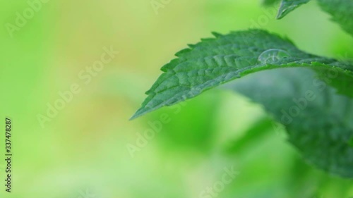 green mint grows in the yard and moves slowly from the wind