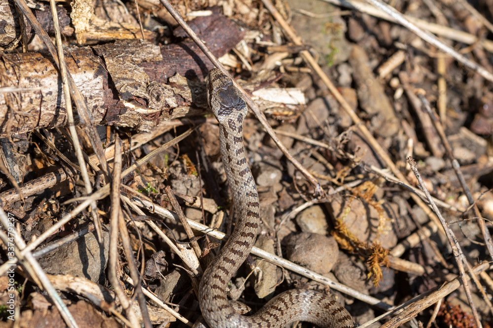 Schlingnatter Schlange im Sauerland Schlingnatter Schlange im Sauerland