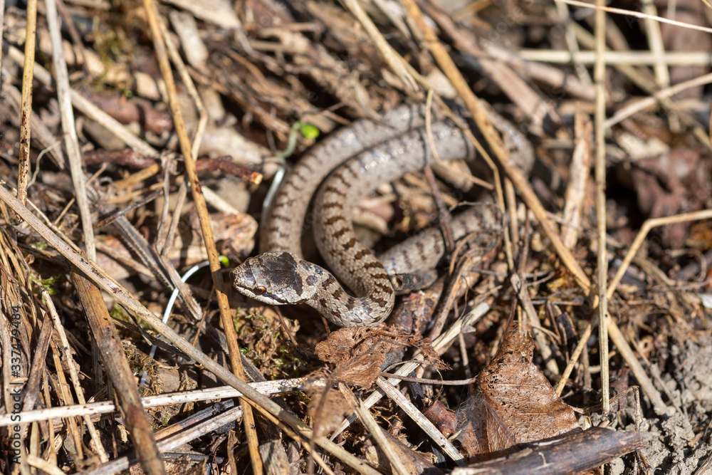 Fototapeta premium Schlingnatter Schlange im Sauerland
