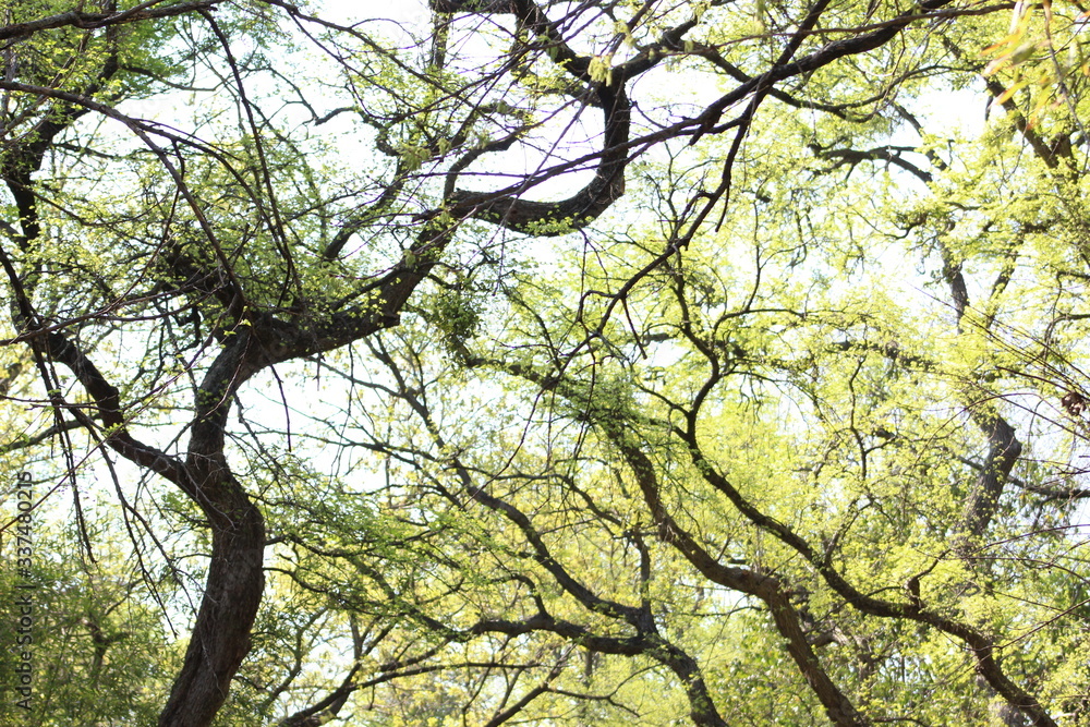 Obraz premium tree branches against blue sky