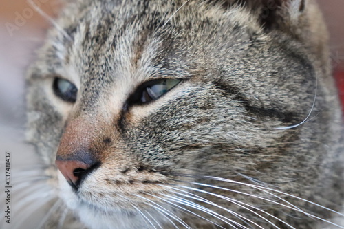 macro detail of tabby cat face with green eyes