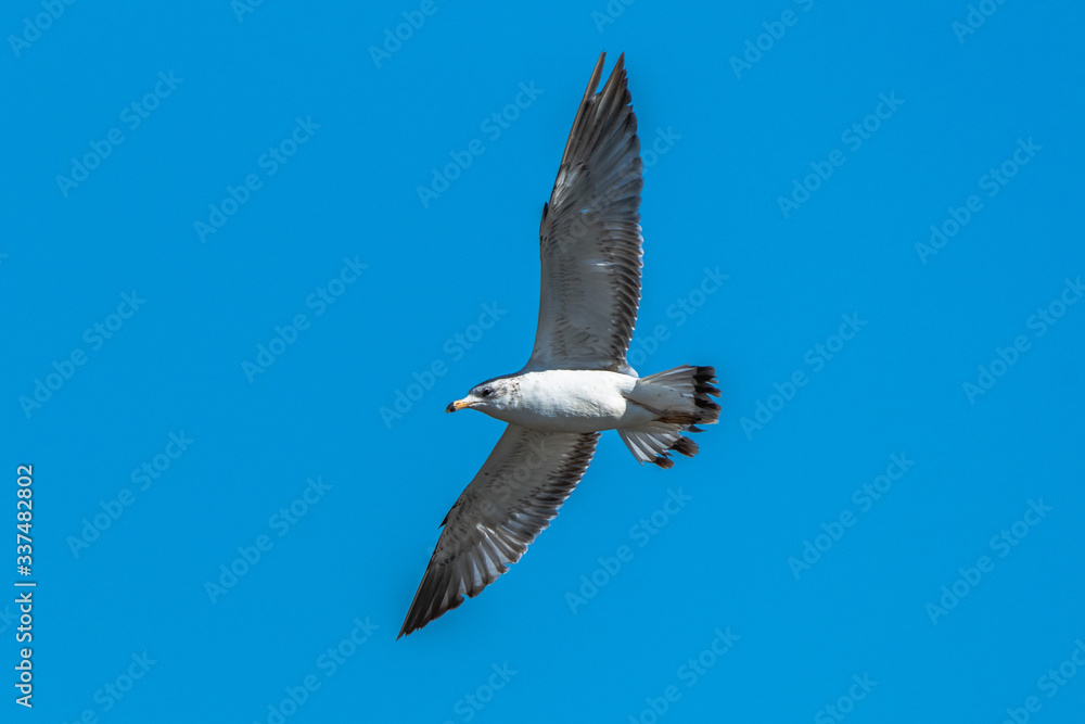 Obraz premium seagull in flight