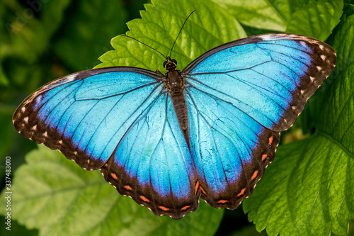 Blue Morpho Butterfly with wings open on leaf, Chester Zoo, Cheshire, England